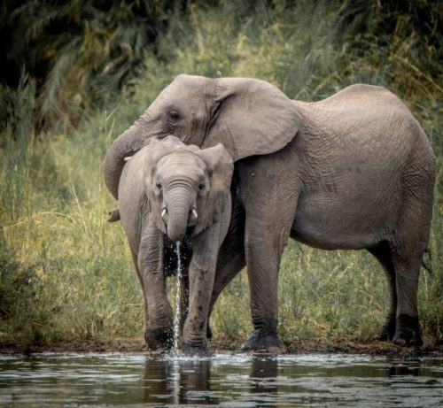 Drinking Elephants in the Kruger National Park, South Africa.